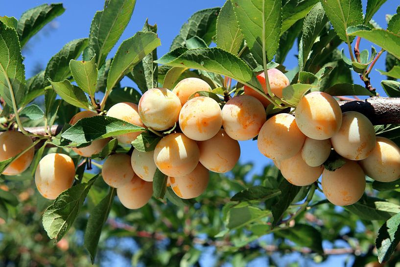 Ripe mirabelle plums by Rüdiger Rebmann