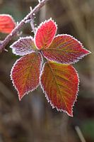 Herfstblad met rijp
