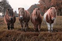 Tough Horses with Surfing Hairstyles - Unique Photo Art of a 'Miami Surfer Band' for Your Interior