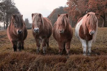 Chevaux robustes aux coiffures de surfeurs - Photo d'art unique d'un 