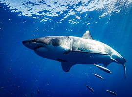 White Shark by Truckpowerr