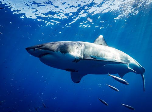 Requin blanc