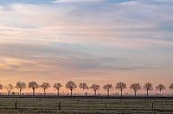 Bomen op een rij in de ochtend von Wouter Bos Miniaturansicht