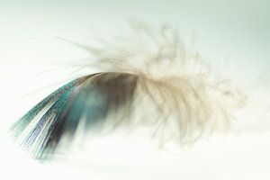 Doux comme une plume