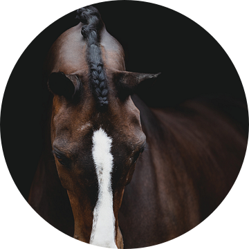 Equine Fine-Art Mazzel van Estelle Roelofs