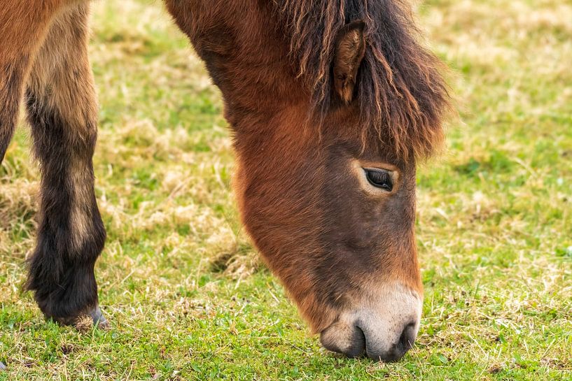 Exmoor pony by Merijn Loch