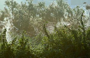 Pflanzen im Morgennebel mit Tau auf Spinnennetz