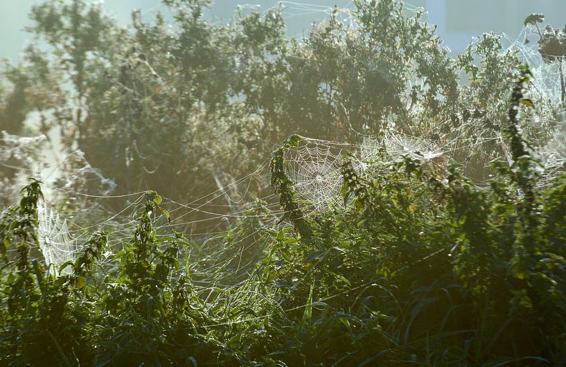Pflanzen im Morgennebel mit Tau auf Spinnennetz von Trinet Uzun