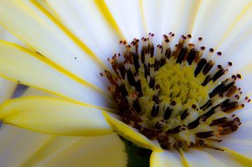 Close-up van Marieke Suk