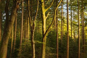 Speulder und Spielder Wald (Niederlande) von Marcel Kerdijk