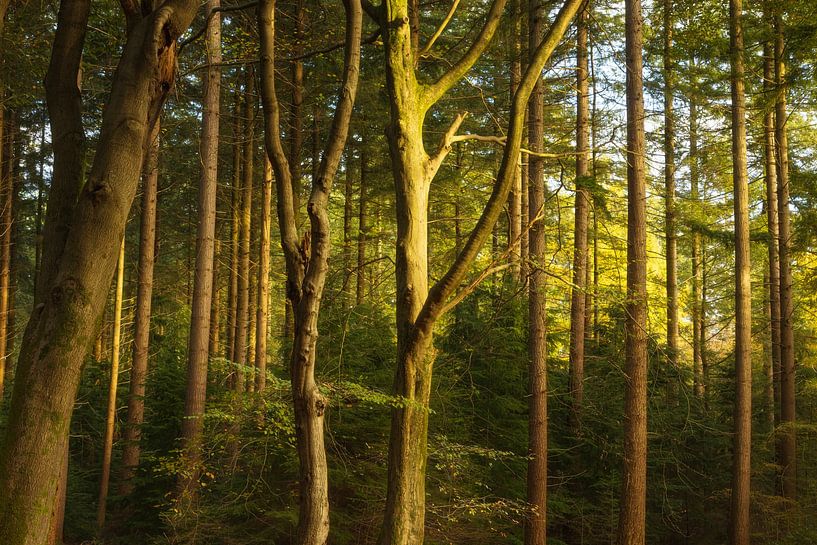 Speulder and Spielder forest (Netherlands) by Marcel Kerdijk