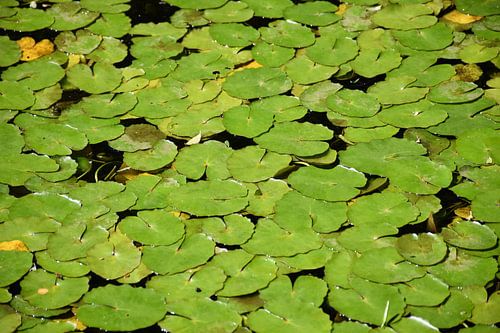 Waterlelies in de vijver