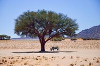 Oryx onder een boom in de Namib woestijn van Merijn Loch thumbnail