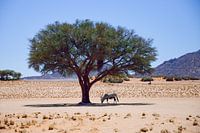 Oryx onder een boom in de Namib woestijn