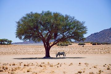 Oryx onder een boom in de Namib woestijn van Merijn Loch