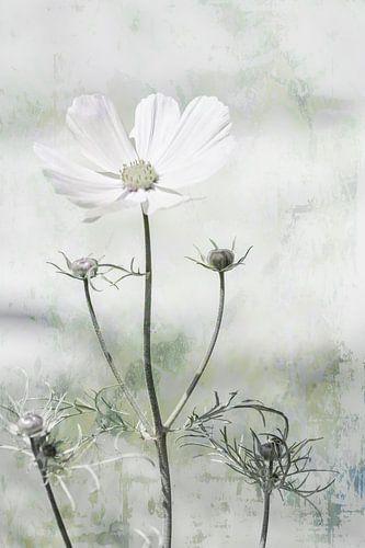 White Cosmea with subdued colours in old look.