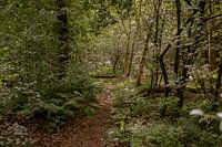 Typische Nederlandse bossen