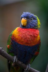 Portret van een regenbooglori van Bianca Fortuin