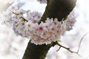 Weißer Kirschblüten Schleier