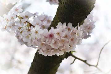 White cherry blossom veil by marlika art