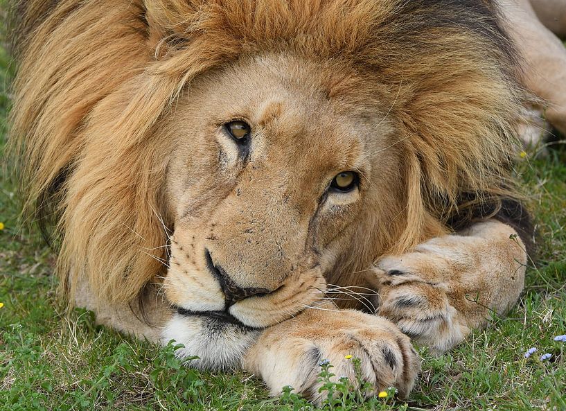 Lazy male lion looks dreamily ahead. by Zeno Swijtink