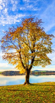 Ein strahlender Herbstbaum von Christa Kramer