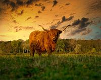 Highlander in Wassenaar