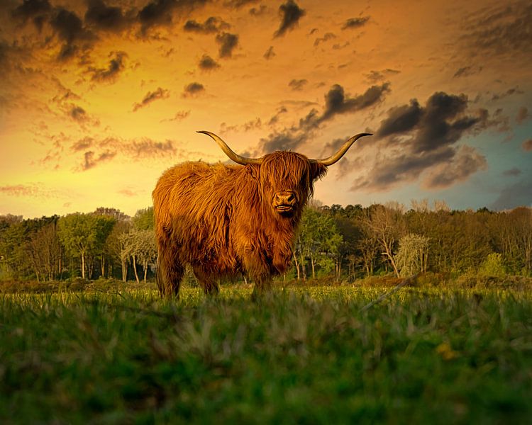 Highlander/Hooglander in Wassenaar van Wim van Beelen