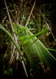 Grote groene sabelsprinkhaan