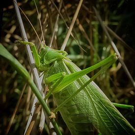 Grote groene sabelsprinkhaan van G-spot of nature