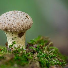 Champignon poussant sur un tronc d'arbre moussu dans une forêt de feuillus en automne sur Mario Plechaty Photography