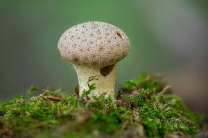 Paddenstoel die groeit op een bemoste boomstam in een loofbos in de herfst