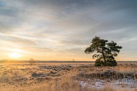 Sonnenaufgang Engbertsdijksvenen