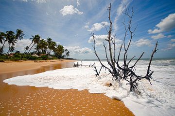 Strand met palmbomen, kust van Sri Lanka van Jan Fritz