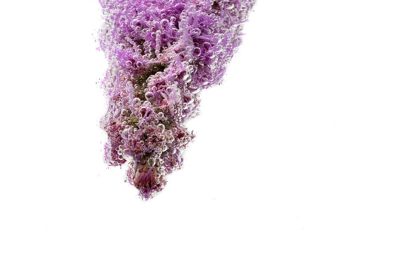 Fleur violette dans l'eau. par Elly Damen