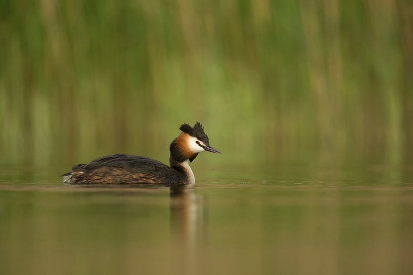 Haubentaucher ( Podiceps cristatus ) im Frühjahr, schwimmend vor grünem Schilf auf einem See, Frühli by wunderbare Erde