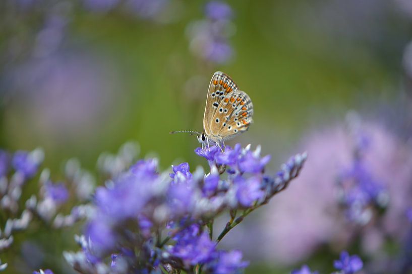 Vlinder in een paars bloemenveld von Lizet Wesselman