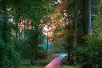 Sun harps in the forest
