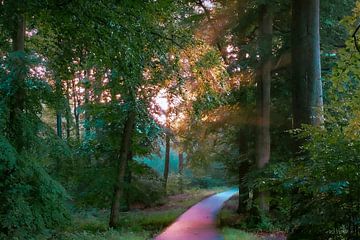 Zonneharpen in het bos van Ton Wever