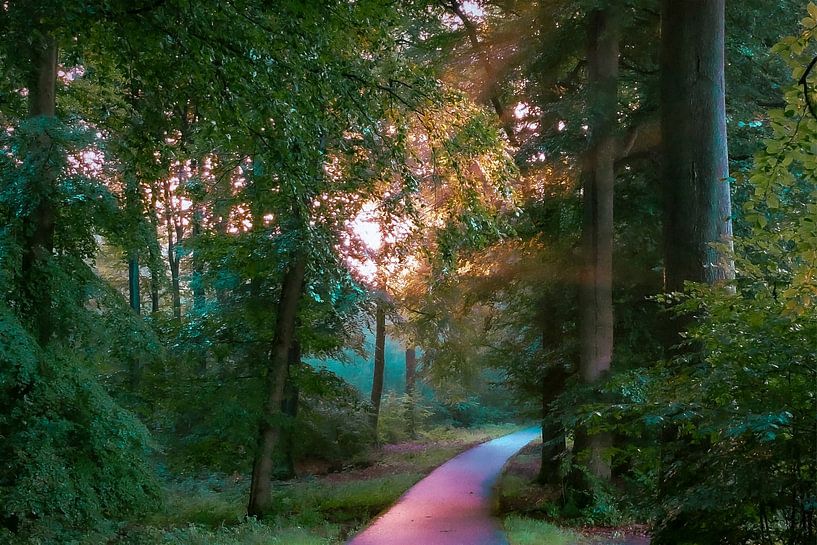 Sun harps in the forest by Ton Wever