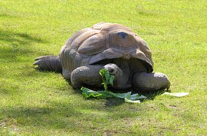 Die Aldabra-Riesenschildkröte von Jose Lok