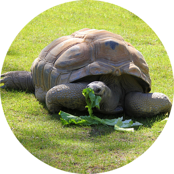 Reuzenschildpad de Aldabra van Jose Lok