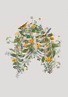 Thorax floral