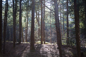 Licht door de bomen