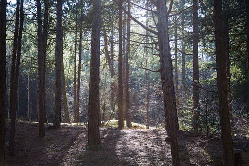 Licht door de bomen
