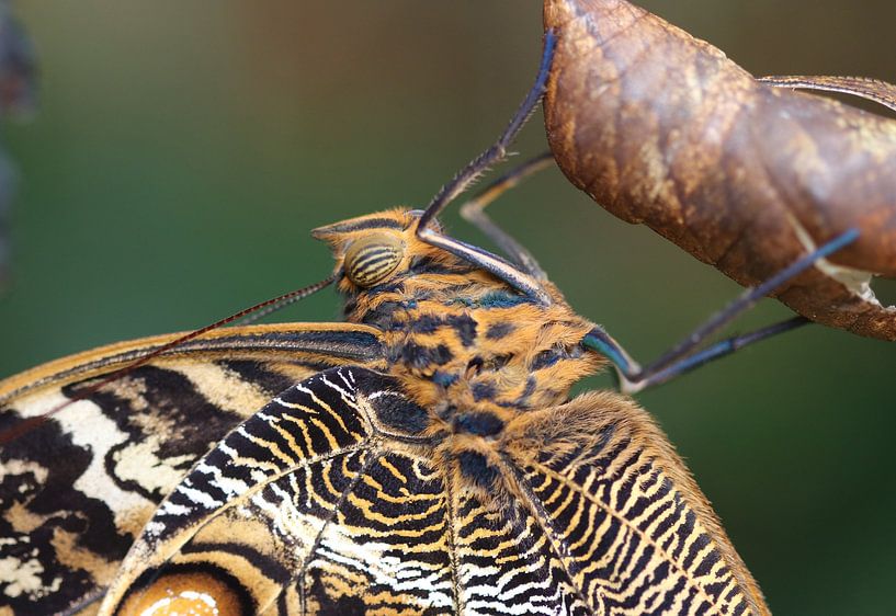 Papillon de banane par Matthias Brix