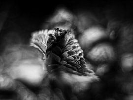 Neuer Anfang von erik boer