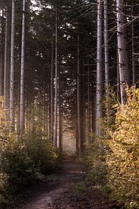 In het bos van Tessa Dommerholt