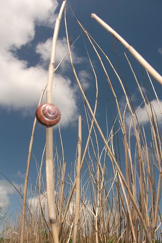 de slak, die Schlacke, 