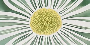Gänseblümchen abstrakt